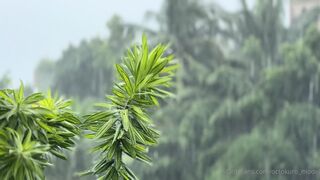 Octokuro Sensual Rainforest Fuck In Bikini Onlyfans Sex Tape